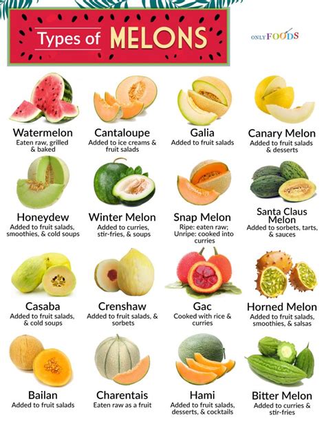 melonstu|16 Types Of Melons, Explained